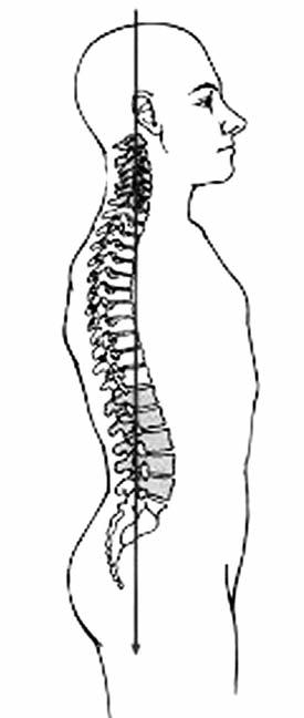 Şekil-1. Ağırlık çizgisi normal fizyolojik bir omurgaya sahip bir insanda sakrumun domunun posteriorundan geçer.