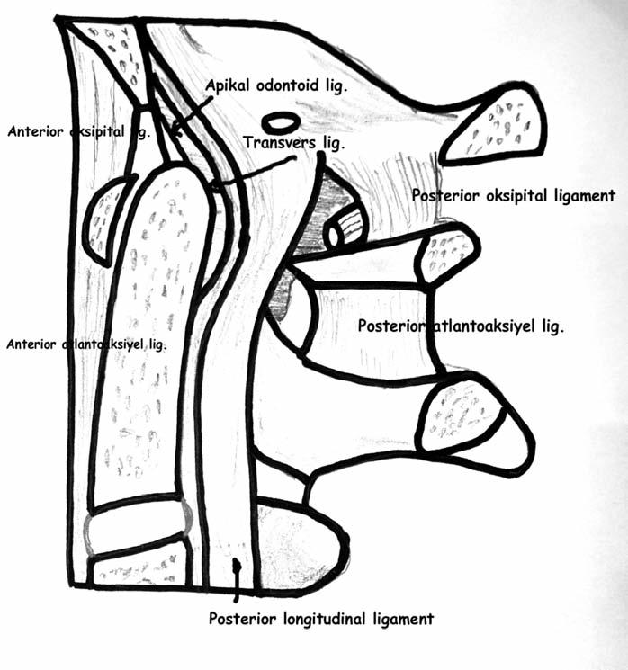 ETİYOPATOGENEZ: Atlanto-oksipital eklem atlasın üst faset eklemi ile oksipital kondilin içinde bulunduğu kapsül ile oluşur.