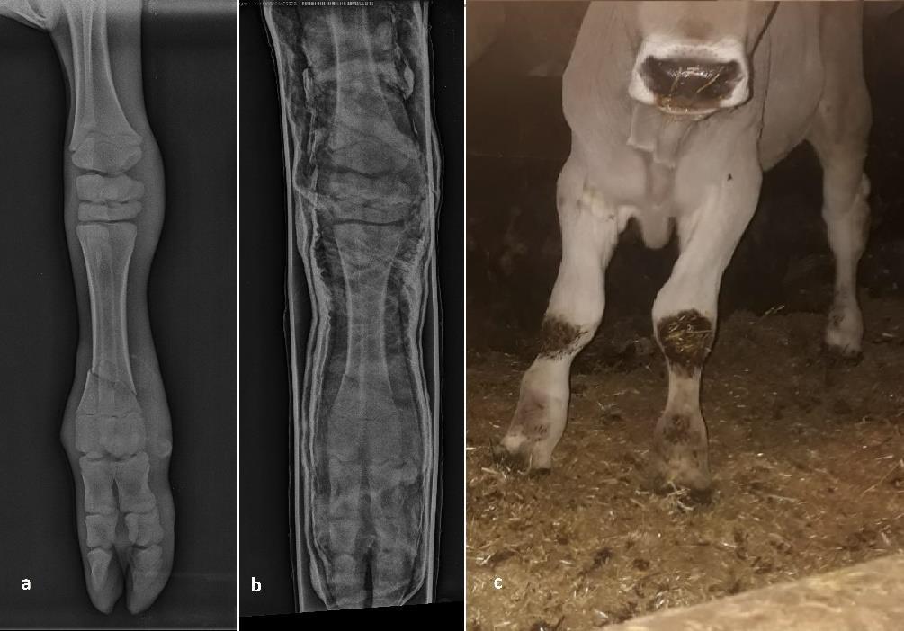 oblik açık humerus kırığına sahip 1 olgunun (Olgu no=13) ise postoperatif 15. günde yara hattındaki enfeksiyona bağlı olarak öldüğü hayvan sahibinden öğrenildi. Şekil 1.