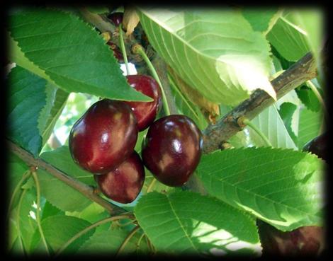 Şekil 3.5. Bigarreau Gaucher kiraz çeşidi 3.1.3.5. Prunus avium L. (Kuşkirazı, çöğür) Orijini, Avrupa nın güneyi ve merkezi ile küçük Asya dır.