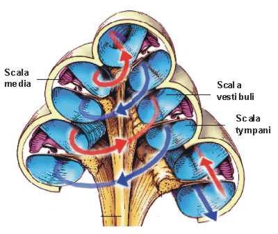 Koklea: İç kulağın ön kısmında bulunan ve şekli salyangoza benzeyen kemik bir tüptür.(şekil 5-6) Modiolus, kanalis spiralis koklea ve lamina spiralis ossea dan oluşur.
