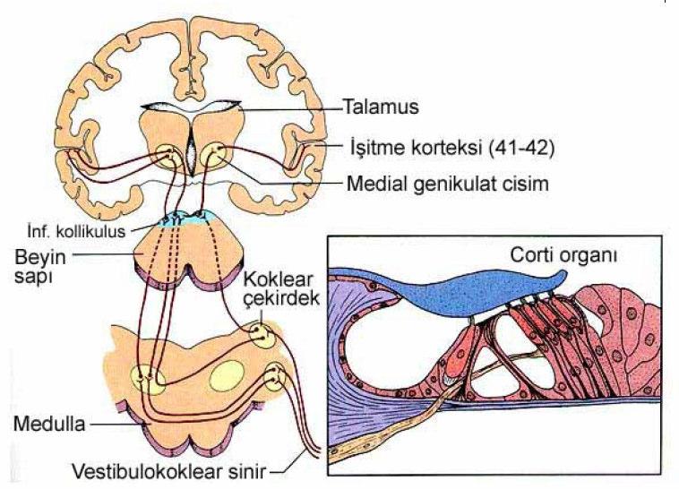 talamusta bulunan medial genikulat cisme, oradan da işitme korteksine giderler. İşitme korteksi, temporal lobda Sylvian yarığındadır. 2 (Şekil 8) Şekil 8: Santral işitme yolları 2.4.