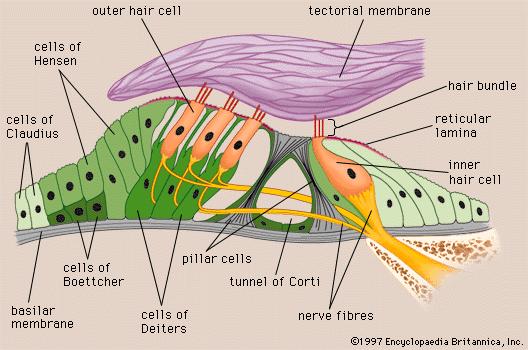 vermeyen bazal hücrelerden oluşur. Stria vasküaris ile bazal membran arasında iyon ileten enzimler içeren çok sayıdaki tip 2 fibroblast hücrelerinden oluşmuş spiral prominens bulunur.