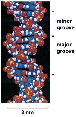 5 dönüşünün uzaysal modeli; DNA nın her dönüşünde 10.4 nükleotid bulunur ve bitişik nükleotid çiftleri arasındaki merkezden merkeze uzaklık 3.4 nm dir.