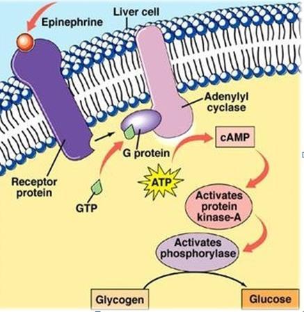 Molekülün ana omurgası şeker ve fosfat ünitelerinin fosfodiester bağıyla birbirlerine bağlanması sonucu oluşur. Polinükleotitler nelerdir?