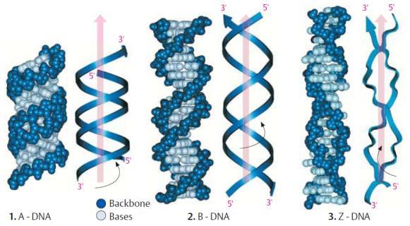 Fosfodiester bağları bir şekerin 3 -karbonunu bir sonrakinin 5 -karbonuna bağlar Her bir DNA molekülü karşılıklı bazlar arasında oluşan hidrojen bağlarıyla birbirine bağlı iki polinükleotid