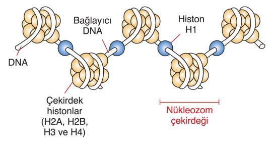 B-DNA formu fizyolojik koşullarda DNA nın en kararlı olduğu formdur. A-DNA formu, sudan yoksun çözeltilerde, sağ-el durumundaki çift sarmal yapısında düzenlenmiştir.