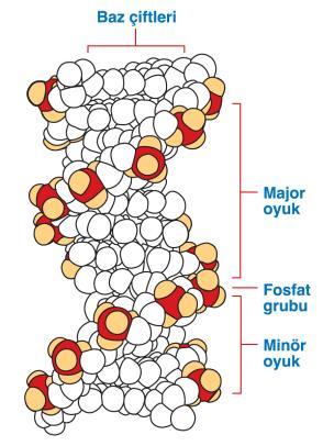 Z formu, birbirini sıra ile izleyen pürin ve pirimidin dizilerine içeren polimerlerde oluşur. Z formu diğer formlara göre daha ince yapıdadır ve sol el durumunda çift sarmala sahiptir.