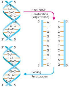 (renatürasyon) DNA nın tek bir sarmalının, DNA veya RNA nın diğer sarmalı üzerindeki