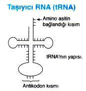 RNA Biyolojisi Tip Kısaltma İşlev Dağılım Mesajcı RNA mrna Protein kodlaması.