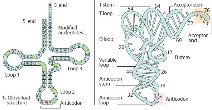 Bütün trna lar, kalıp mrna nın üçlü nükleotid dizesini veya kodonunu tanıyan antikodon taşırlar.