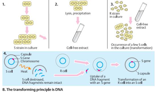 İnsan genomunun %98,5 i kodlamayan DNA dan oluşur. E.coli bakterisinde ise bu durum %11 oranındadır. Birçok intron yaklaşık 90 bç uzunluğunda olsa da insan genlerinde ortalama intron uzunluğu 3.