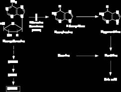 Adenozin deaminaz (ADA) eksikliği Orotik asidüri Hipoürisemi Adenozin deaminaz (ADA) eksikliğinde ADA eksikliğine bağlı olarak pürin nükleotidlerinin metabolizması