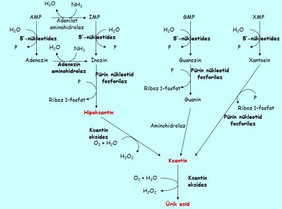 Orotik asidüri de Pirimidin sentezinde görevli orotat fosforibozil transferaz ve/veya orotat monofosfat dekarboksilaz enzim eksikliğine bağlı pirimidin metabolizması