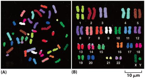 Bu kromozomlar (bir erkeğe ait) çekirdek bölünmesi mitoz sırasında ayrıştırılmıştır, bu nedenle fazlaca yoğunlaşmışlardır.
