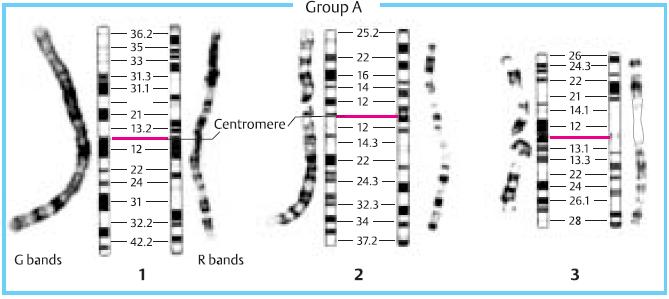 A grubu Kromozomlar : Bunlar 1,2 ve 3 numaralı, sentromeri ortada ve en büyük kromozomlardır En büyük metasentrik,1 numaralı kromozomdur 2 numaralı kromozom 1 numaralı kromozomdan biraz küçük ve
