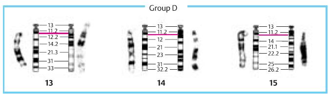 8. kromozom 1400 üzerinde gen Yaklaşık 140 milyon baz çifti Yaklaşık % 95 ı 9. kromozom 1400 üzerinde gen Yaklaşık 130 milyon baz çifti Yaklaşık % 85 ı 10.