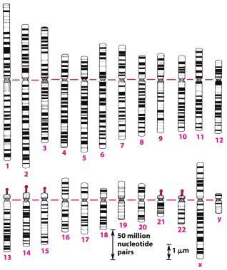 İnsan kromozomlarının bant şekilleri: Kromozomlar 1 den 22 ye kadar yaklaşık büyüklerine göre numaralandırılmıştır.