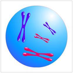 Kromozom sayısının değişkenliği, Ploitlik nedir? Temel kromozom takımı n ile gösterilir.