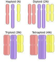 Öploitlik (euploidy) : n'in tam katı kromozom Haploitlik (haploidy) : n kadar kromozom Diploitlik (diploidy) : 2n kadar kromozom Poliploitlik (poliploidy) : 2n 'den fazla