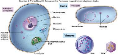 Kromozomlar dinamik yapısından dolayı hücre döngüsüne uyumlu şekilde yoğunlaşmaktadır.