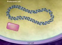 Her hücre karekteristik kromozom sayısına sahiptir.