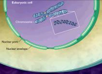 Nükleoid, ökaryotik hücrelerdeki nükleusun karşılığı olup, prokaryotlarda sitoplazmada DNA nın lokalize