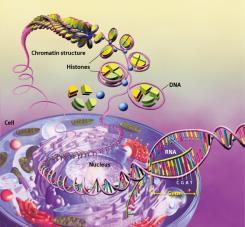 Naked DNA unstabil halde iken, Kromozomal DNA stabil hale gelir. 4.
