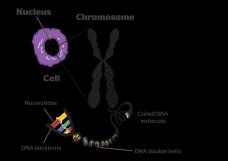 olduğu görülmektedir. DNA nın kromozom şeklinde paketlenmesi önemli fonksiyonlara hizmet etmektedir 1.