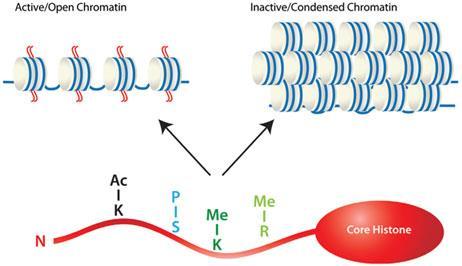 Heterokromatin-Ökromatin Hücre çekirdeğinde koyu ve açık olarak gözlenen Kromatinler, deoksiribonükleoproteinleri