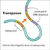 DNA segmentlerine transpozon denir. Geçişi transpozon üzerindeki genler sağlar.