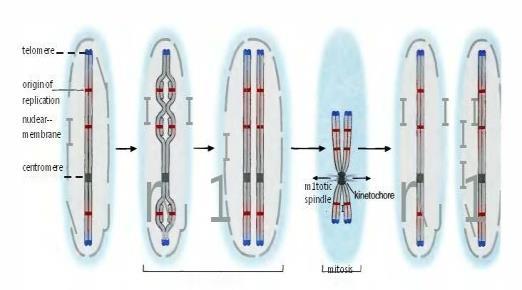 Kromozomlar üzerinde bulunan bölgeler Ökaryot hücre bölünmesi sırasında kromozomda 1 tane Sentromer, 2 adet Telomer ve Birçok replikasyon origin bölgeleri