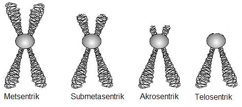 göre oluşur. Sentromerin lokalizasyonu,total ve kol uzunluklarına göre gruplandırılırlar.