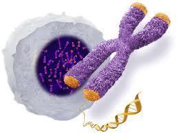 Telomerlerin varlığı, kromozomların uçlarının rastgele çift zincir DNA kırılmalarından koruyarak istenmeyen kromozom uçlarının birleşmesinden ya da kromozomu