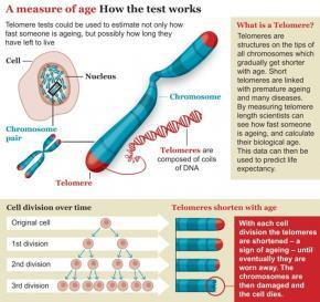 Kromozomların fiziksel korunmasının dışında telomerin görevleri Kromatin organizasyonu, Kromozomların replikasyonu ve Hücre çoğalmasını gibi önemli hücresel görevleri vardır.