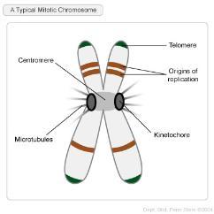 kromozomlar her kopyalandığında, kromozomların uç kısımlarındaki telomerlerde kısalmalar olur. Birkaç yüz kopyalamanın ardından, kromozomun uçları o kadar kısalır ki genler tehlike altına girer.