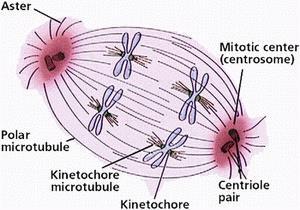 Ökaryotlar kromozomlaında birçok ikileşme orijini bulundurular. Çoklu ikileşme orijini genetik materyallerin eşlenmesinde hız kazandırır.