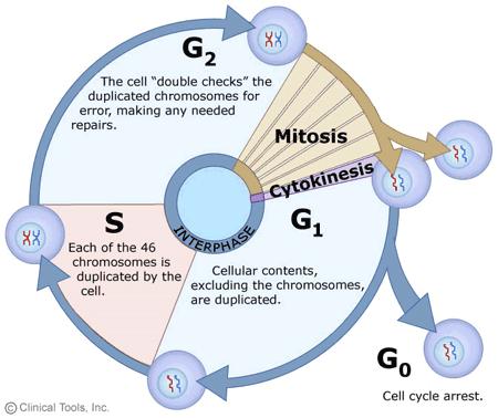 Hücre siklusunda G1-S geçişinde, G2-M geçişinde ve metafaz-anafaz geçişinde