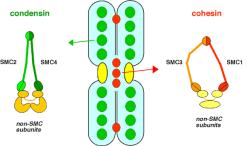 G1-R kontrol noktaları Cohesin mitoz veya mayoz sırasında kardeş kromatid
