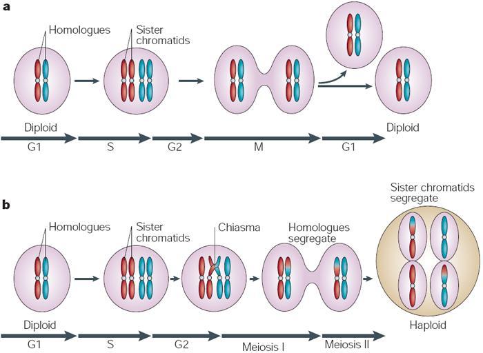 Histon olmayan proteinler-asidik Her iki sınıftaki proteinler ökaryot hücrelerin çekirdeklerindeki DNA ile beraber kromatin karmaşımını oluştururlar.