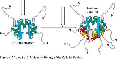 Histon modifikasyonlarının genel etkileri  Ac -
