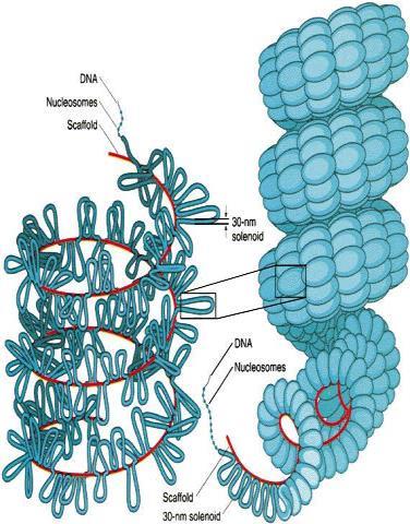 İskelet (scaffold) proteinler Scaffold proteinler Scaffold kromozom yapısında 30 farklı protein izole edilmiştir.