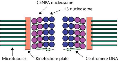 Kromozom yapısında diğer proteinler MCP1( Metafaz kromozom protein1): Mitoz sırasında yoğunlaşan