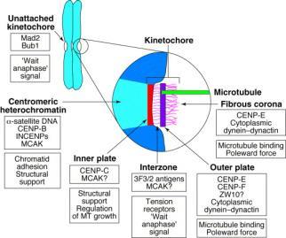 CEN-C ve CEN-E (Sentromerik Proteinler): Kinetokor fonksiyonunda gereklidirler.