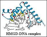 transkripsiyon, replikasyon, rekombinasyon ve DNA repair mekanizmasında görev alır.
