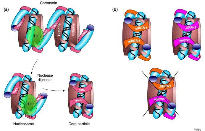 High Mobility Group (HMG) Proteinler : Bağlayıcı Proteinlerdir.