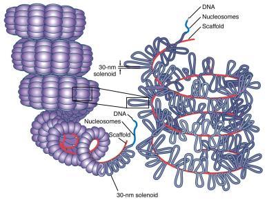 kromatinin yapısal modifikasyonuna yol açar Bazı HMG proteinlerinin genetik kodlanmasındaki