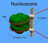 1.Nükleozom aşaması DNA nın, hücre çekirdeğinin içerisindeki paketlenmesinin ilk basamağıdır Kromatinin