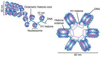 Kromatid aşaması-solenoid organizasyonu Loop formation: Kromatin fibrillerinin oluşturduğu yapı Nükleozomun daha