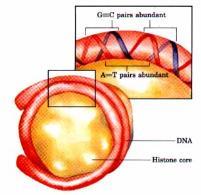 DNA nın minor oluğunda A-T den zengin dizileri sıkıştırmak ve açmak, G- C den zengin dizilere göre daha kolay olduğundan, her histon oktameri ile DNA nın temas yerinde A-T den zengin diziler bulunur.